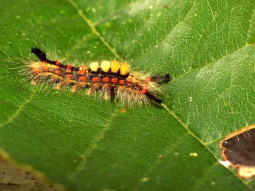 Orgyia antiqua